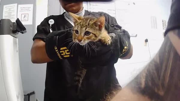 Unnamed - Domestic Shorthair