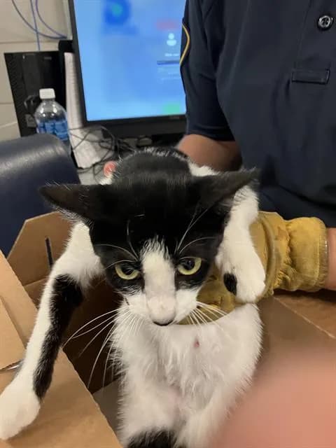 Oreo - American Shorthair