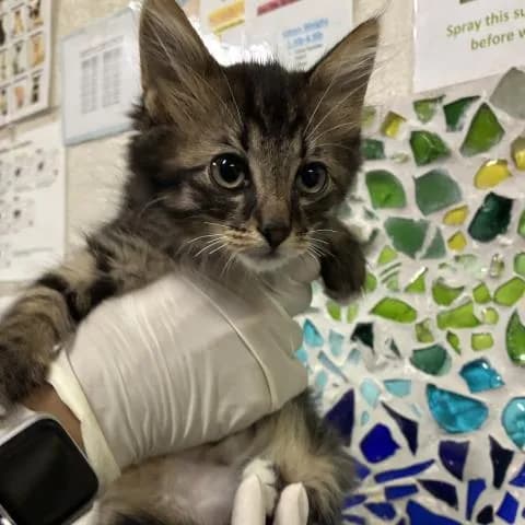 Prince - Domestic Longhair