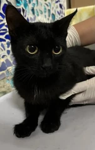 Lucy - Domestic Shorthair