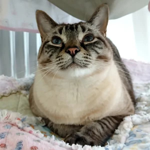 Doc - Domestic Shorthair
