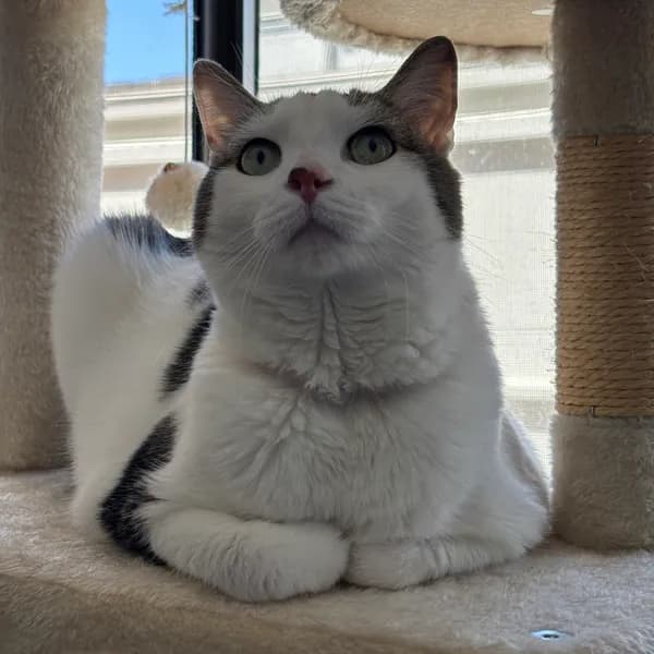Fuzz - Domestic Shorthair / Mix