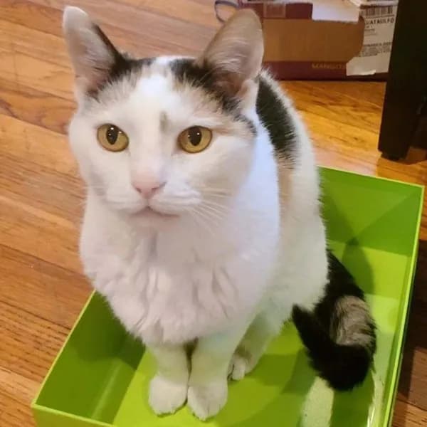 Maisie - Domestic Shorthair