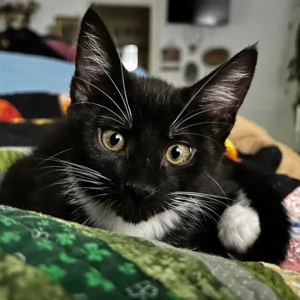 Georgia - Domestic Shorthair