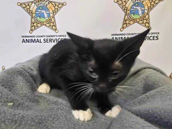 Elm - Domestic Shorthair