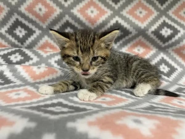 Peppa - Domestic Shorthair