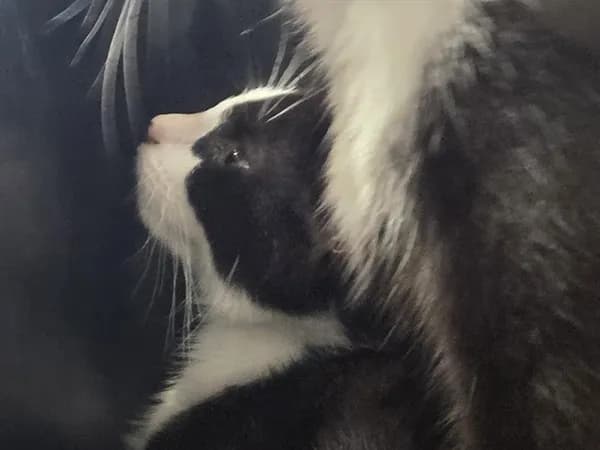 Unnamed - Domestic Shorthair