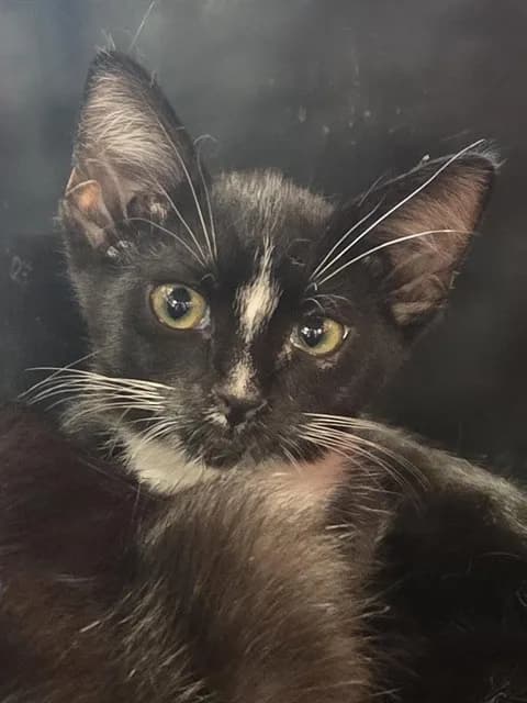 Unnamed - Domestic Shorthair
