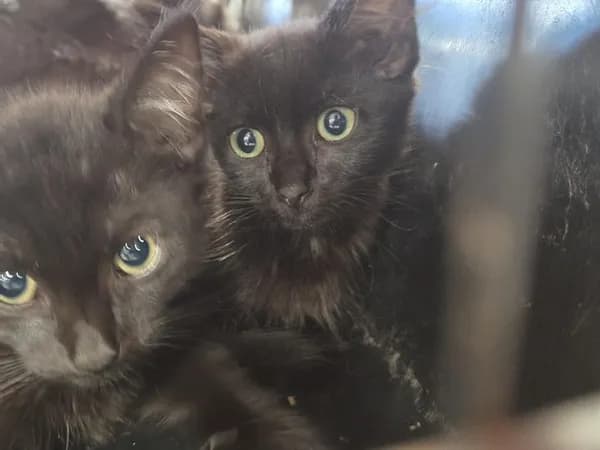 Steve Urkel - Domestic Shorthair
