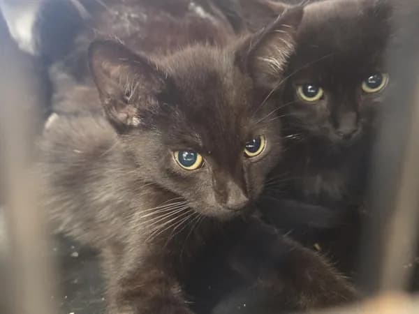 Unnamed - Domestic Shorthair