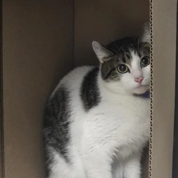 Daffodil - Domestic Shorthair