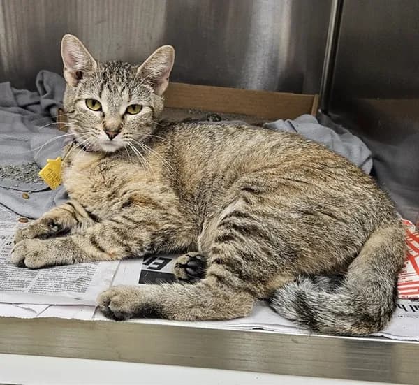 Circe - Domestic Shorthair