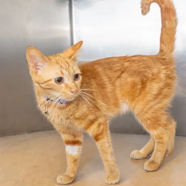 Mamma Cheesy - Domestic Shorthair