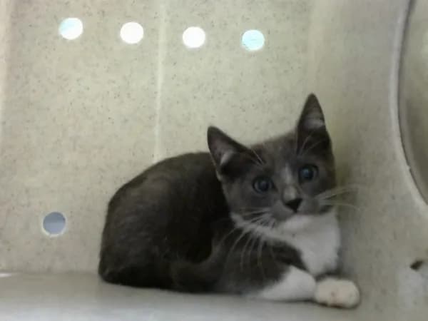 Unnamed - Domestic Shorthair