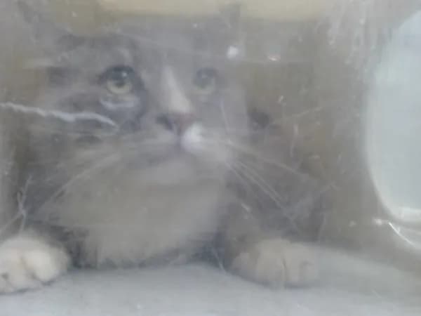 Unnamed - Domestic Longhair mix