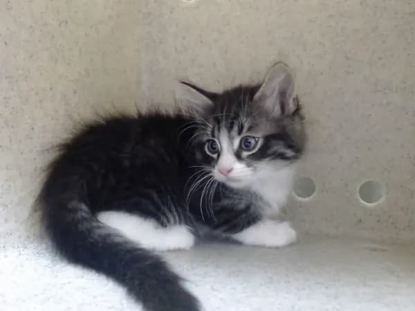Unnamed - Domestic Longhair mix
