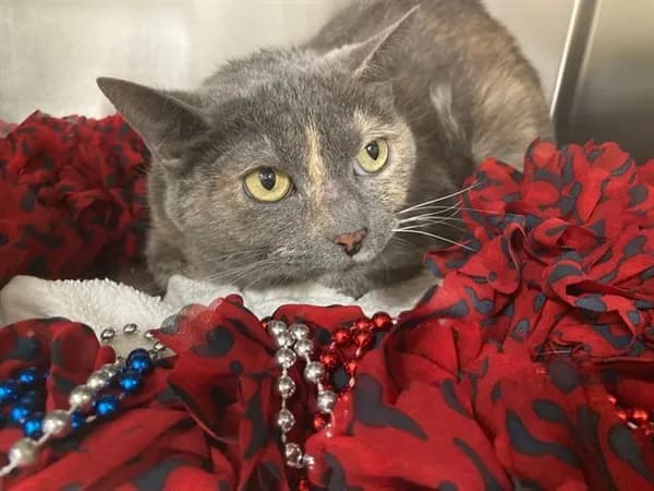 Storm - Domestic Shorthair