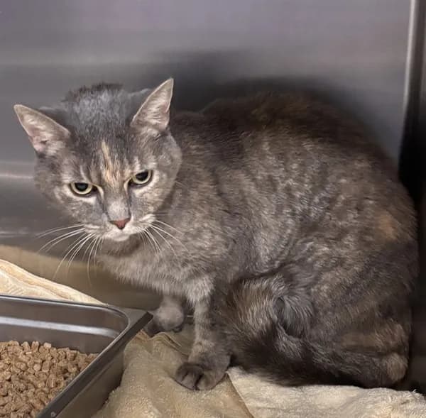 *savior - Domestic Shorthair