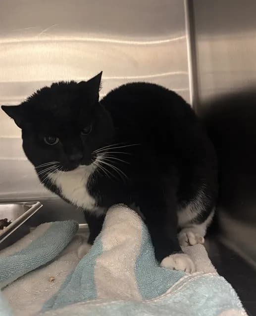 Aubrey - Domestic Shorthair