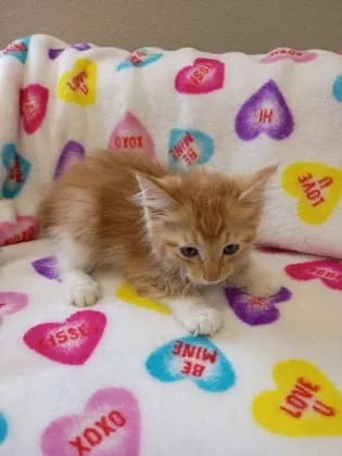 Rusty - Domestic Longhair mix