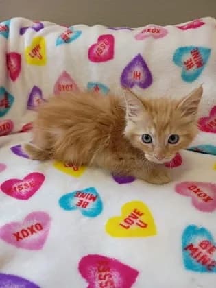 Rhett - Domestic Longhair mix
