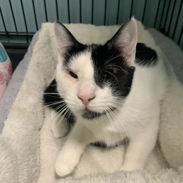 Jade - Domestic Shorthair