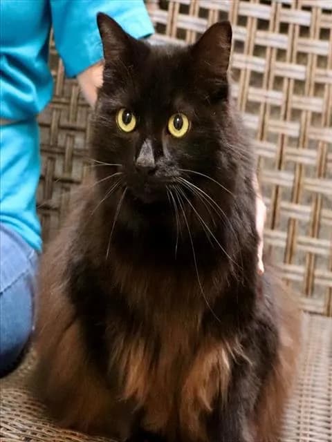 Artemis - Domestic Longhair