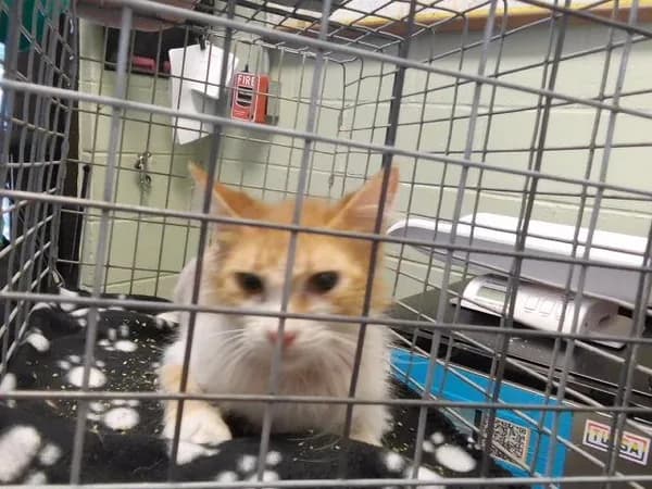 Sabastion - Domestic Shorthair