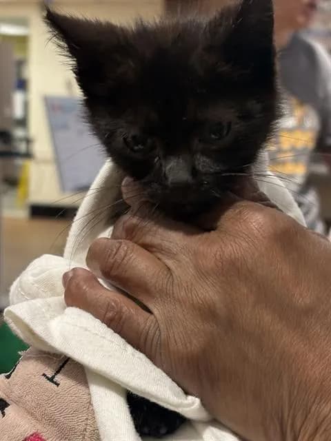 Unnamed - Domestic Shorthair