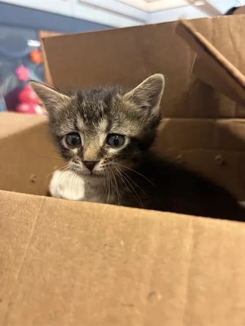 Valentino - Domestic Shorthair