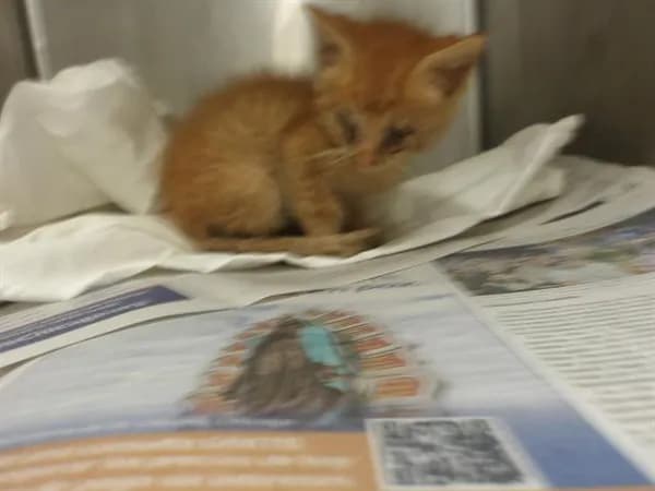 Cedar - Domestic Shorthair