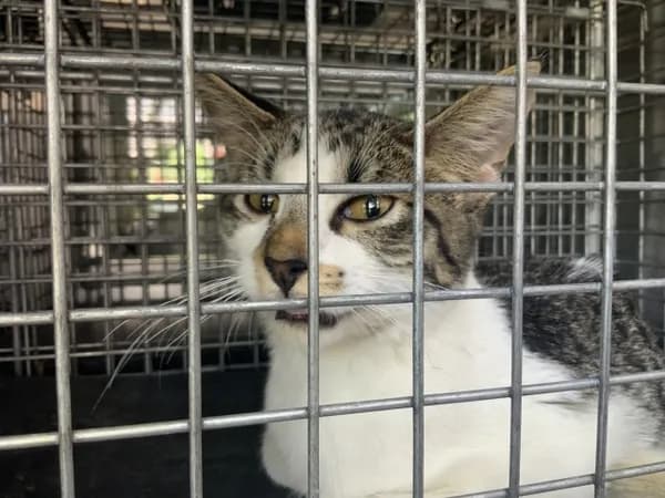 Stewart - Domestic Shorthair