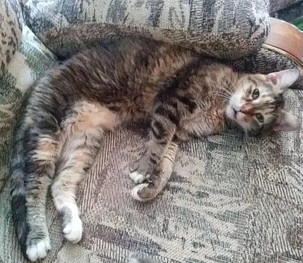 Trixie Mc - Domestic Short Hair (short coat)