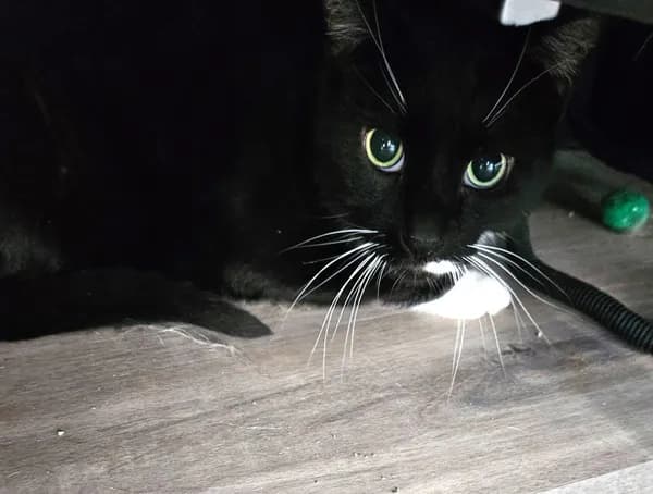 Sneakers - Domestic Short Hair (short coat)