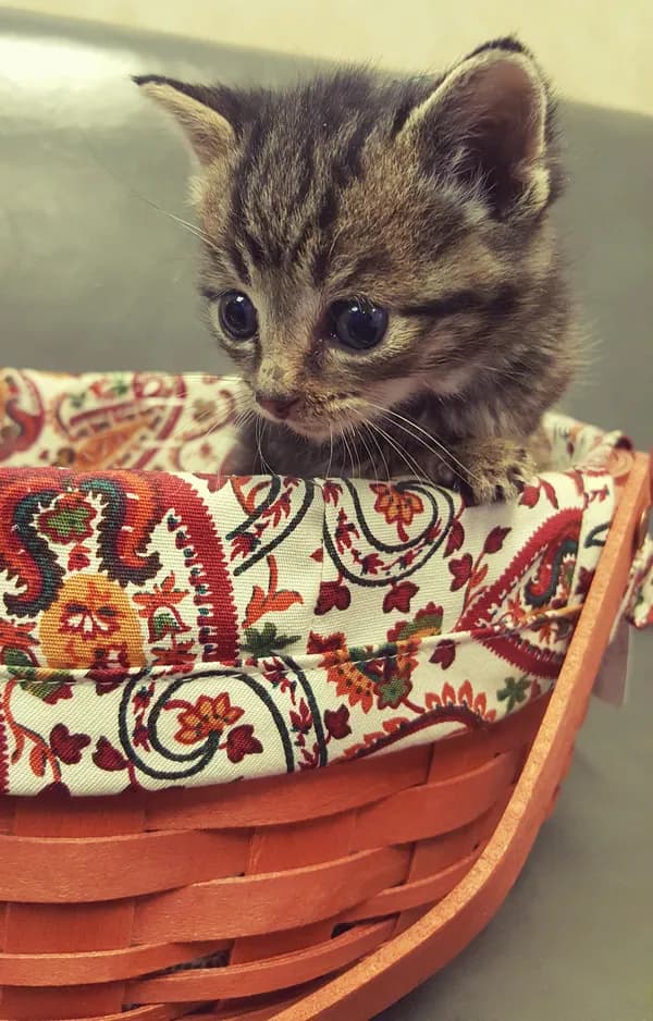 My Purrrrrfect Partner - American Shorthair