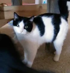 Bettis - Domestic Short Hair (short coat)