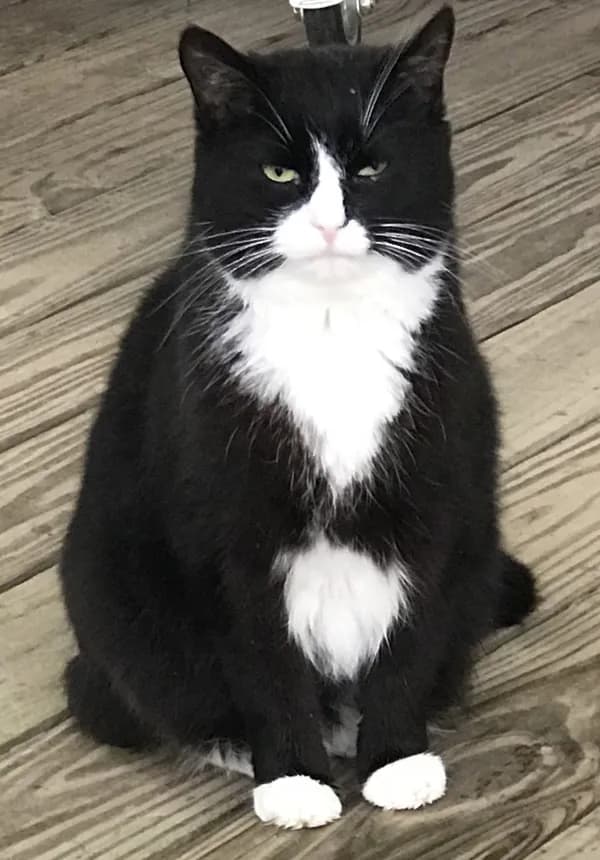 Julia - Domestic Medium Hair (medium coat)