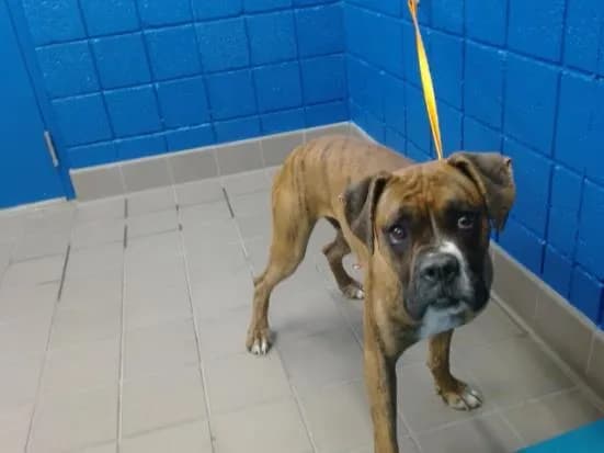 Neo - Boxer