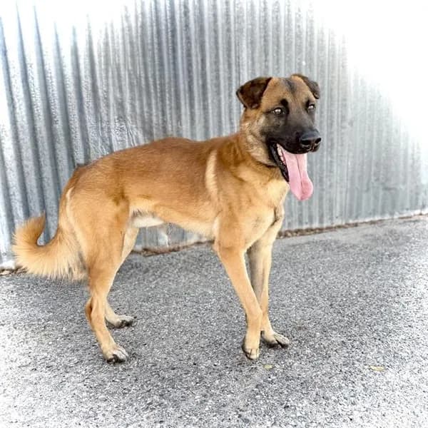 Sammy - Belgian Malinois mix