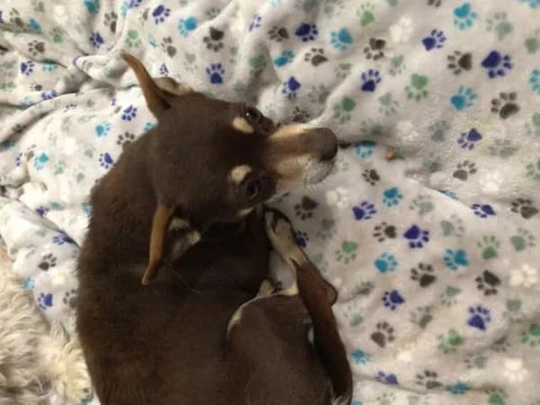 Honey - Chihuahua - Smooth Coated mix