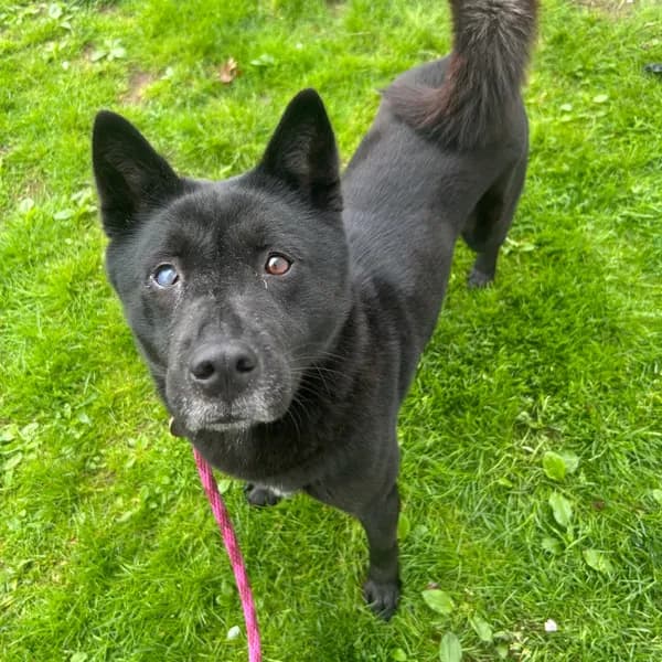 Luna - Shepherd / Mixed Breed (Small)