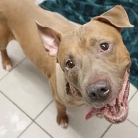 Finny - Mixed Breed (Medium)