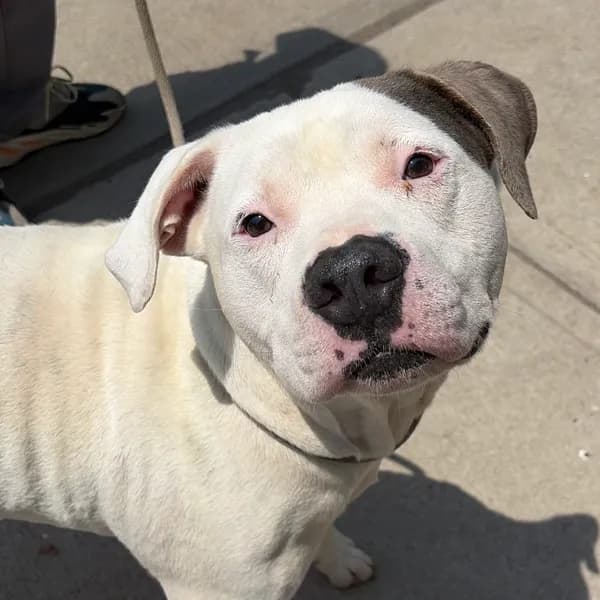 Major - Terrier, American Pit Bull