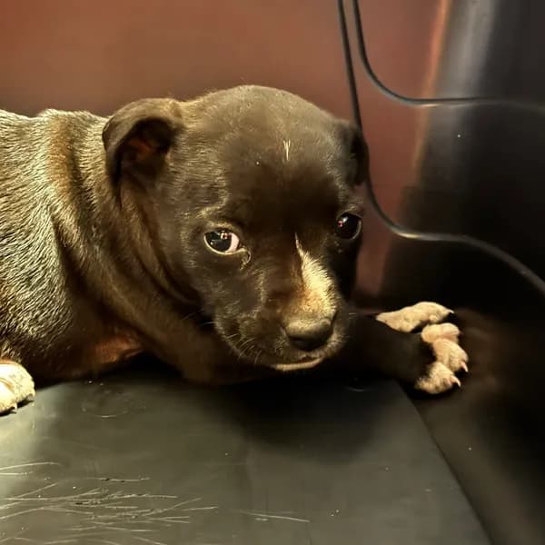 Ethel/baby - Terrier, Pit Bull