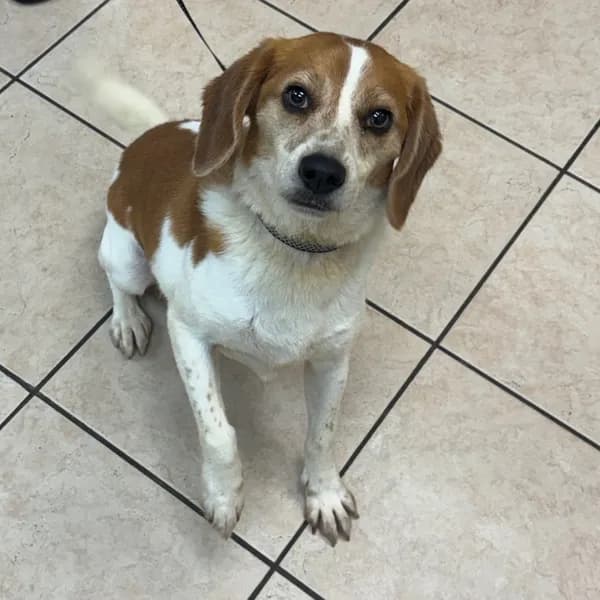 Nelson - Beagle
