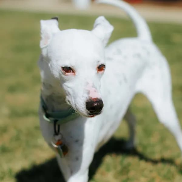 Pecas - Pointer / Terrier, Jack Russell
