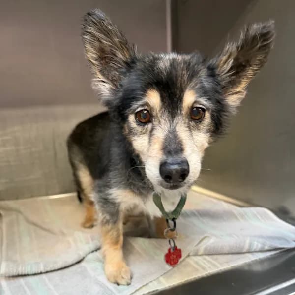 Chatio - Chihuahua, Long Coat / Mix