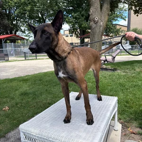 Small Fry - Malinois, Belgian / Mixed Breed (Large)