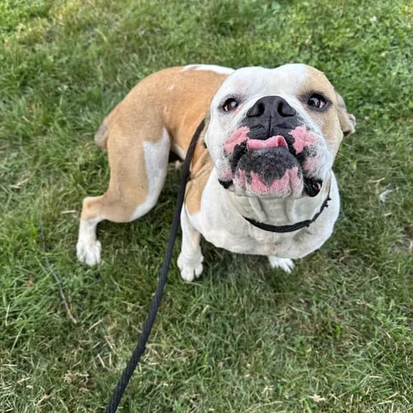 Ellie - Boxer