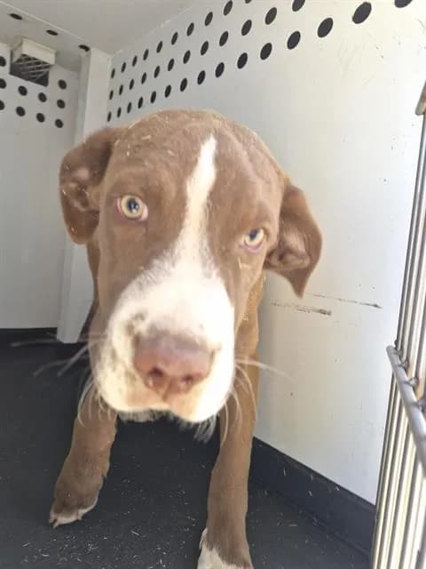 Unnamed - Pit Bull Terrier